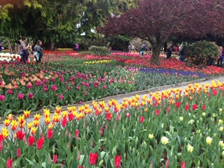 Tabletop decorations for Easter tea, tulips in WA